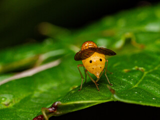 fruit fly