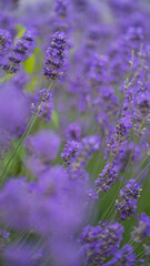 lavender flowers, vertical
