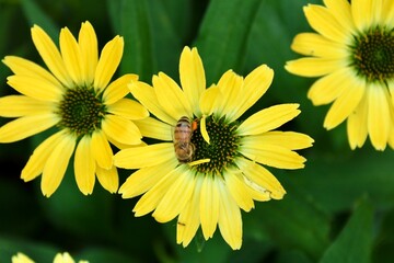 Obraz premium yellow flowers in the garden with a bee 