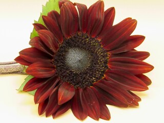 Brown sunflower