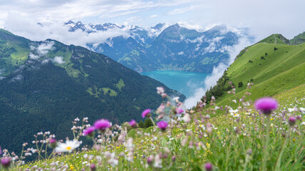 Fototapeta premium meadow with flowers and mountains, Stoos, Lucerne lake, Fluela, Swiss Alps