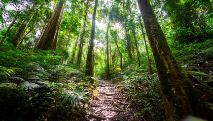 Obraz premium Rainforest Trail with Sunlight Streaming Through the Trees