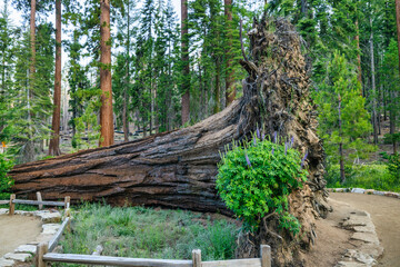 Sequoia Fallen Monarch in the Mariposa Grove, Yosemite National Park