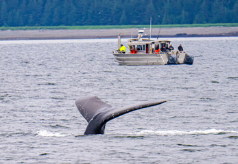 Humpback Whale Fluke in front of Fishing Boat © Eli Freidus