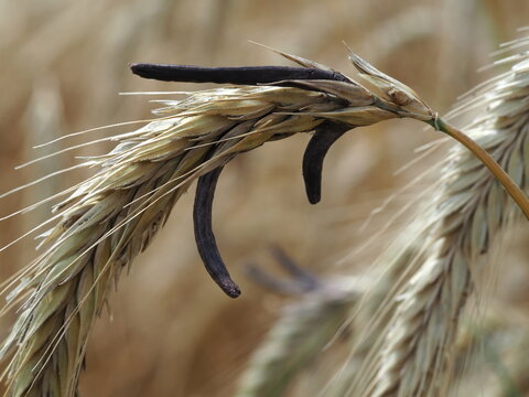 Claviceps purpurea on the ears of rye 