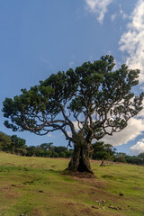 The primeval laurel forest of Laurissilva on the island of Madeira Portugal