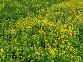 Obraz premium Interessante Landschaftsaufnahme im Frühling