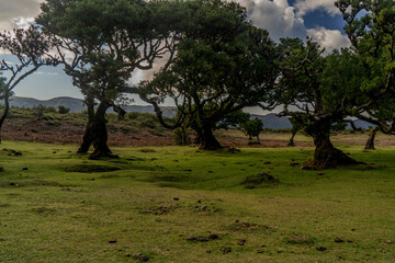 The primeval laurel forest of Laurissilva on the island of Madeira Portugal