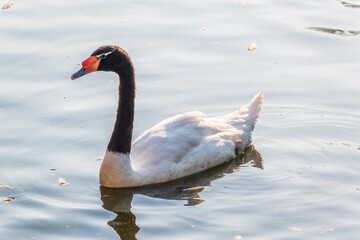 The black-necked swan, Cygnus melancoryphus, is a swan that is the largest waterfowl native to South America. The body plumage is white with a black neck and head and greyish bill
