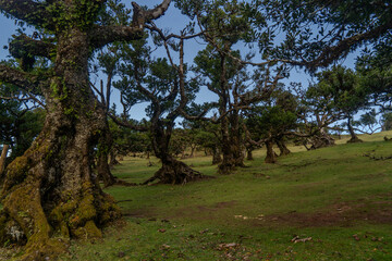 The primeval laurel forest of Laurissilva on the island of Madeira Portugal Gnarled trees scattered across a grassy field.