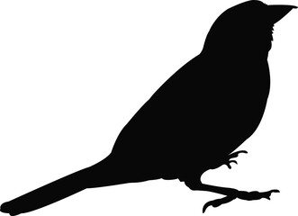 a sparrow body silhouette vector