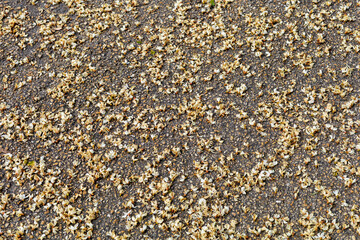 Fallen Petals Scattered on Asphalt Surface