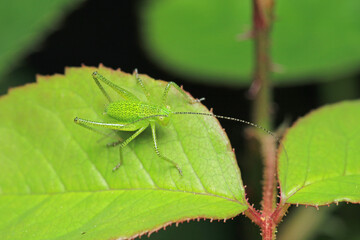 hexacentrus japonicus insect macro photo