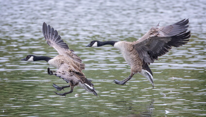 Pair of Canada Geeses with wings splayed coming into land on lake surface.
