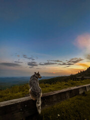 Dog watching sunset