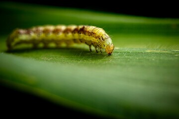 caterpillar on a leaf of corn