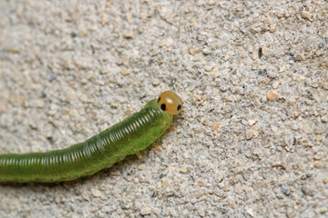green caterpillar macro on red rose