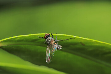 macro photo of housefly facing back