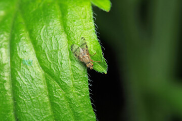 macro photo of housefly facing back