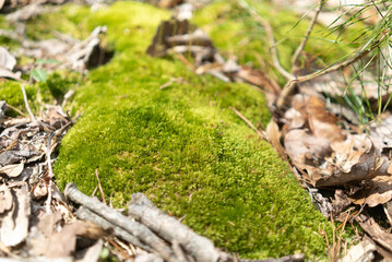 macro close up shot of a mound of moss growing among leaf litter, pine needles, and small twigs on a pine forest floor