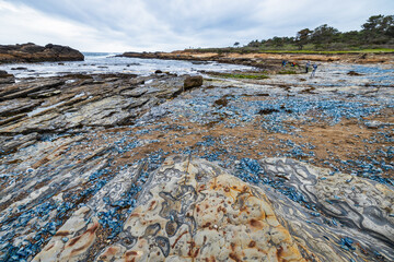 Point Lobos State Natural Reserve, Carmel, Monterey County, California, United States of America