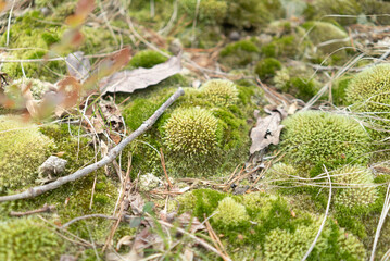 macro landscape of dried and fallen leaves, twigs and pine needles resting on top of a thick 3d carpet of green moss on a forest floor as ground cover in a healthy ecosystem of decay 