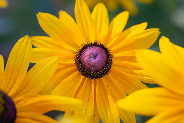 Black Eyed Susan Black-eyed Susan Gloriosa Daisy Rudbeckia Hirta Var Pulcherrima