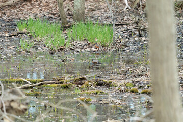 early spring freshwater puddle with small blades of green grass growing sporadically throughout while two American robins bathe in the fresh water adjacent to a swamp marsh wetland ecosystem