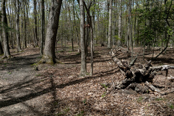 a walking trail through a hardwood and pine forest with a fallen dead tree with exposed roots on the ground surrounded by leaf litter 