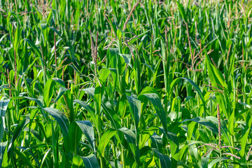 Close-up photo of a field growing organic corn, green leaves and ears