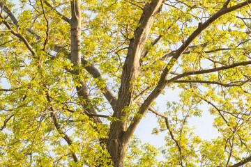 looking upward towards the underside of a deciduous tree canopy with large branches and green leaves backlit by the setting golden sunlight