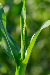 Close-up photo of a field growing organic corn, green leaves and ears