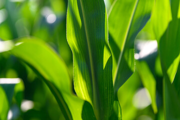 Close-up photo of a field growing organic corn, green leaves and ears