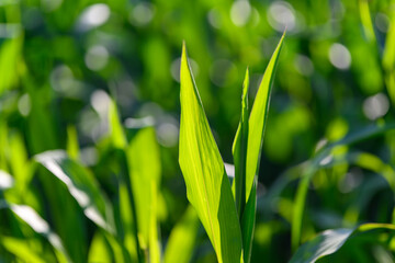 Close-up photo of a field growing organic corn, green leaves and ears