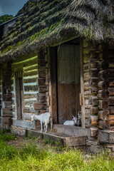 Goats at the doorstep of a country house.