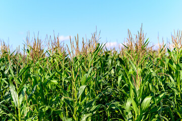 Close-up photo of a field growing organic corn, green leaves and ears