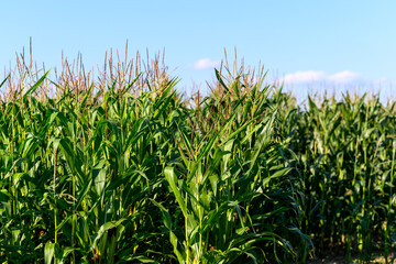 Close-up photo of a field growing organic corn, green leaves and ears