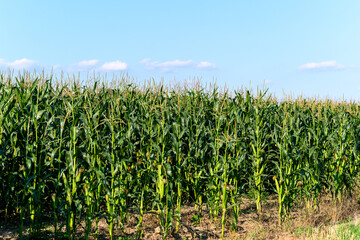 Close-up photo of a field growing organic corn, green leaves and ears
