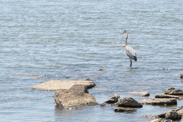 Lone great blue heron with gray feathers and tall long legs walks in the fresh water looking for small fish to ambush along the brackish water river delta shore during nesting season