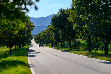 A country road between avenues of green trees invites you to a romantic drive