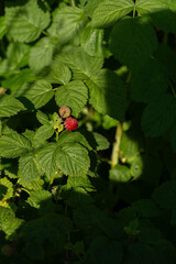 Raspberry bush, raspberry, red berry, ripe, eco, vegan, food, nature, farming, garden, backyard, farm, background, closeup, plant, summer, leaves 