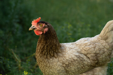 Rooster on the farm, brown chicken in the backyard, portrait of a chicken, sun rays, chickens pecking grass, unusual color, farm animals,  rural, country, nature, outside, closeup 