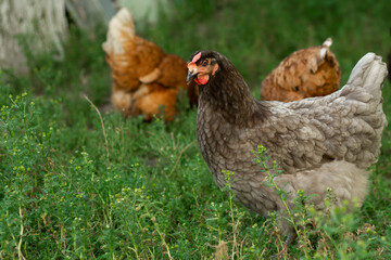 Free chicken on grass, gray chicken in the backyard, portrait of a chicken, sun rays, 3 chickens pecking grass, unusual color, farm animals,  rural, country, nature, outside, closeup 