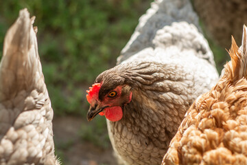 Portrait of a chicken, gray chicken in the backyard, sun rays, chickens pecking grass, unusual color, farm animals,  rural, country, nature, outside, closeup 