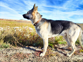 german shepherd dog