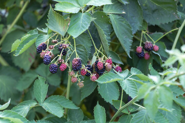 Blackberry bush with green leaves and purple berries on the branch in the garden
