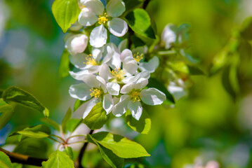 Flowering branch of pear in the garden in spring
