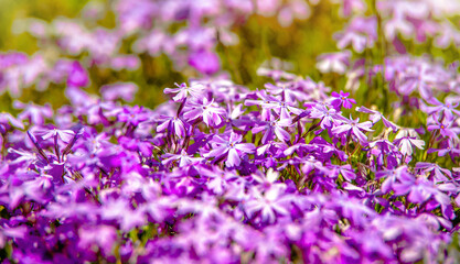 Natural background of small purple flowers
