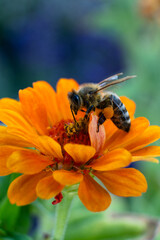 Busy bee doing her work