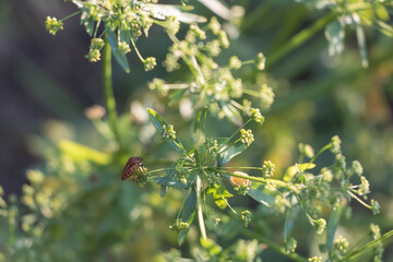 Close up photo of small bug on an halflong fennel plant, blurry background
